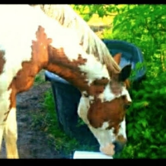 Like For LIVE shows-Jewelry & Collectibles For Animal Rescues. - Picture 7 of 16